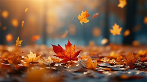 sights set  fall  ave