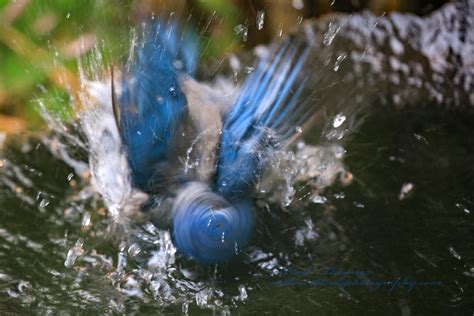 Scrub Jay In The Tub Rub A Dub Dub Theres A Scrub In The … Flickr