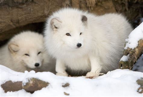 Un Renard Blanc Fait Le Mort Pour Chapper Des Chasseurs