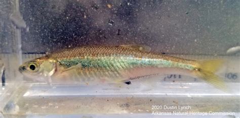 Ribbon Shiner Lythrurus Fumeus · Inaturalist United Kingdom