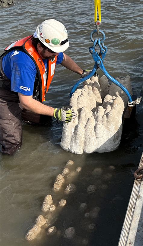 Nature Based Living Shorelines By Natrx Natrx Adaptive Infrastructure