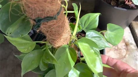 Quick Updates On My Climbing Philodendron Collection Youtube