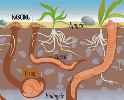 Jenis Jenis Cacing Manfaat Budidaya Bag Pheretima Sp Cacing