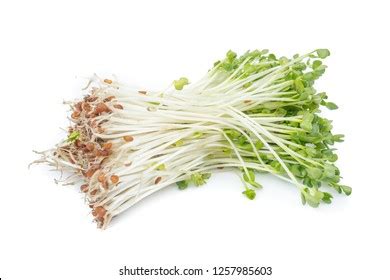 Kaiware Daikon Sprouts Radish Sprout Daikon Stock Photo 1257985603 ...