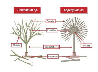 Structure of penicillium opportunistic fungi Vector Image