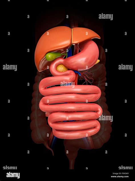 Human Abdominal Organs Illustration Stock Photo Alamy