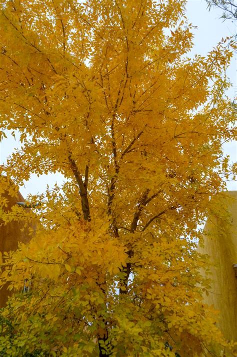 Arizona Ash - Deciduous Desert Tree with Stunning Golden Fall Color