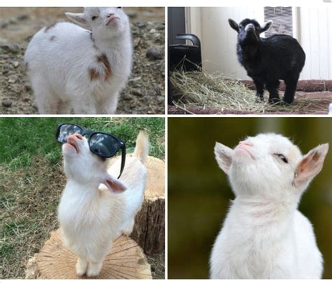 sassy goats with attitudes | Smug Goat | Know Your Meme