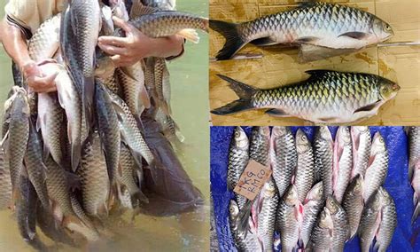 Jenis Jenis Ikan Yang Popular Di Sarawak Maxwelltucantrell