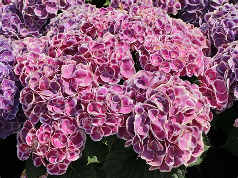 Ballhortensie Cabaret Pink Hydrangea Macrophylla Cabaret Pink