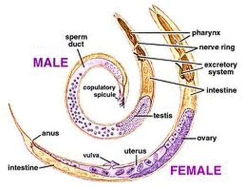 Nematoda Reproduction System