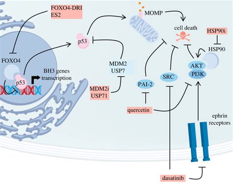 Class Ii Senolytics Inhibit Survival Pathways Elicited By Senescent