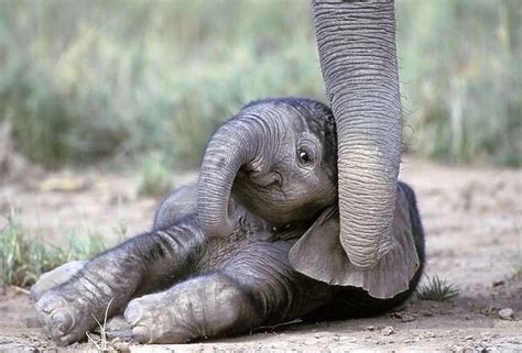 Baby Elephant Kenya Our beautiful Wall Art and Photo Gifts include ...