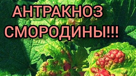 АНТРАКНОЗ смородины!!! Вовремя обнаружить и вылечить!!! - YouTube