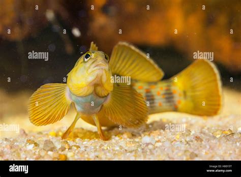 Bluebreast Darter Etheostoma Camurum Male Stock Photo Alamy