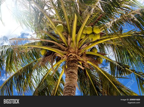 Palm Tree Coconuts Image And Photo Free Trial Bigstock