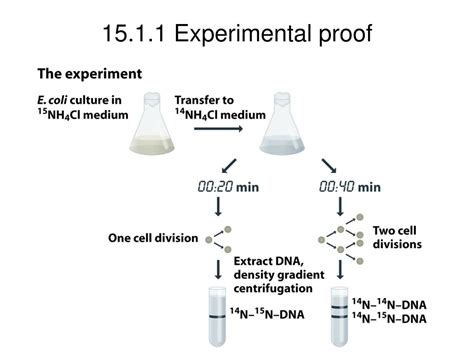 Ppt Chapter 15 Genome Replication Powerpoint Presentation Free