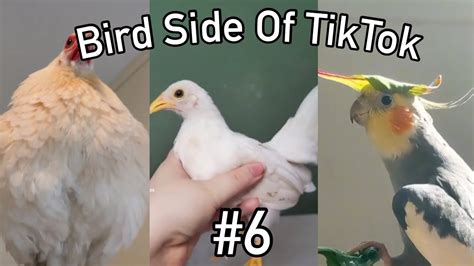 Bird Side Of Tiktok 6 Youtube