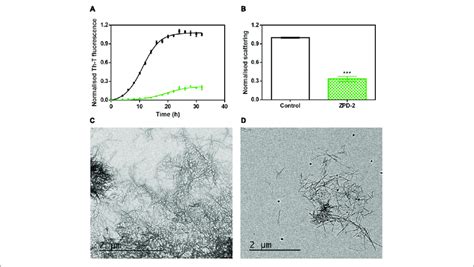 Zpd Inhibits The Aggregation Of Wild Type Synuclein In Vitro A