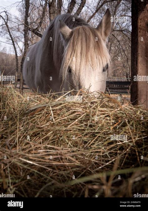 Low Angle View Of White Andalusian Portuguese Breed Horse Eating Hay