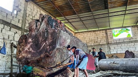 Gergaji Pohon Mahoni Hitam Menggunakan Keterampilan Teknik Berbahaya