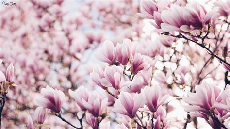 Magnolia Spring Wallpapers - Wallpaper Cave