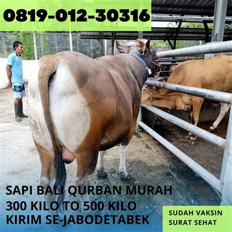 Harga Sapi Bali Qurban Terdekat Di Daan Mogot Cengkareng