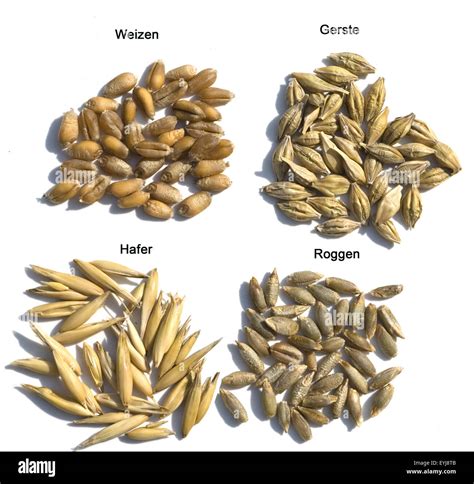 Getreidekoerner Getreidekorn Hafer Weizen Roggen Gerste