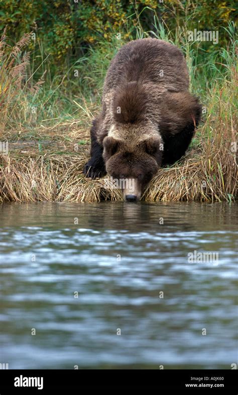 Alaska Katmai National Park Brown Grizzly Bear Drinking Water From The