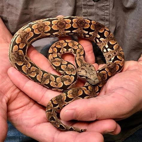 Richard Allen On Instagram Beautiful Baby Male Dumerils Boa Available