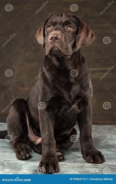 The Portrait Of A Black Labrador Dog Taken Against A Dark Backdrop