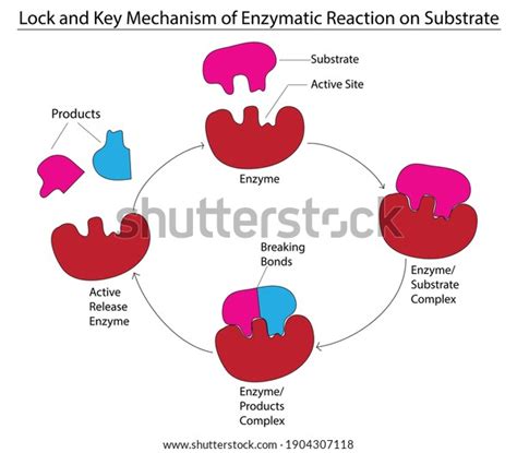 Lock Key Mechanism Enzymatic Reaction On Stock Vector Royalty Free