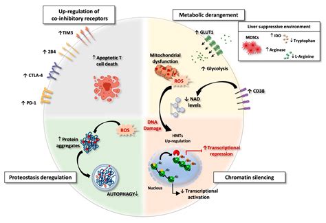 Cells Free Full Text Unraveling The Multifaceted Nature Of Cd8 T