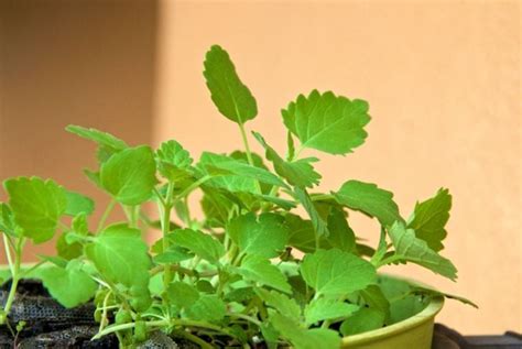 The Trick To Growing Catnip In Your Garden The Habitat