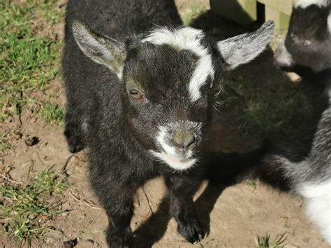 For Sale West Barn Pygmy Goats