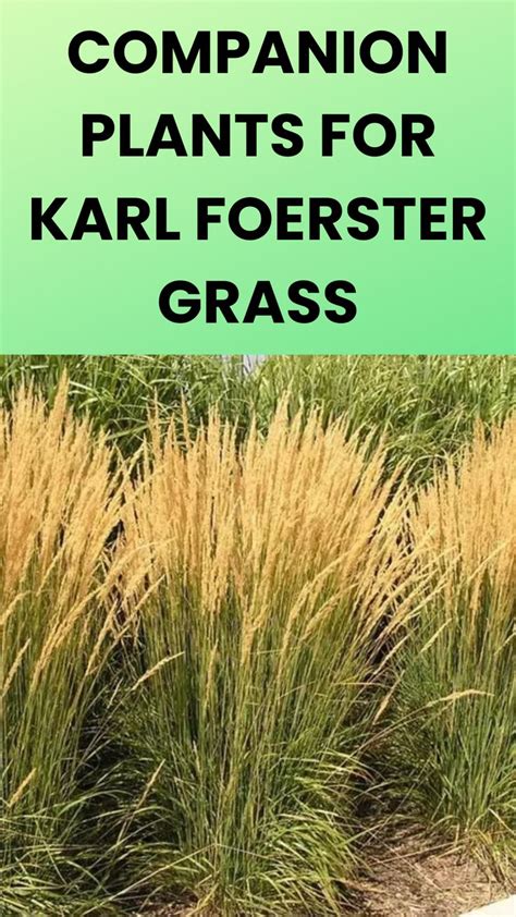 Companion Plants For Karl Foerster Grass In Companion Planting