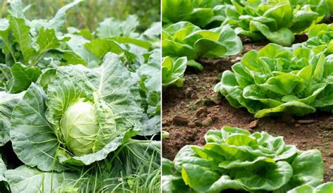 Cabbage Vs Lettuce What’s The Real Difference