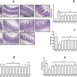 Antibacterial Activity Of L Plantarum Strains Against Potentially