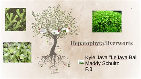 Hepatophyta by Kyle Java