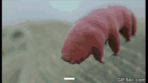 Bungo Tardigrade  Bungo Tardigrade Discover And Share S