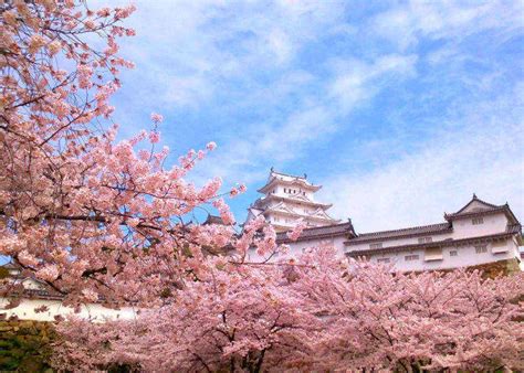 Japan's 2021 Cherry Blossom Forecast Announced - Flipboard