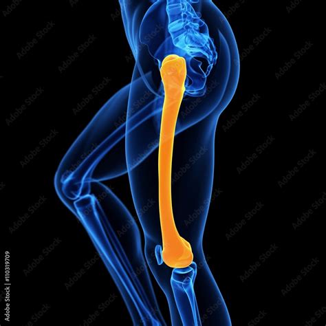 Human Femur Bone