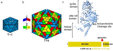 Icosahedral Arrangement Of Capsid Proteins A The T Surface