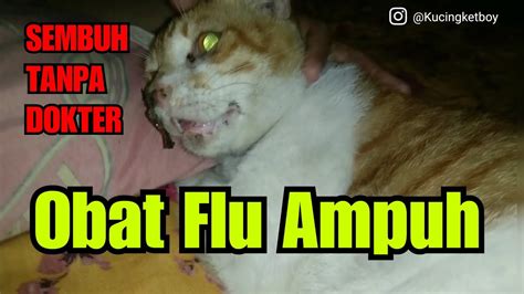 Kucing Flu Tidak Sembuh Sembuh Ini Dia Solusinya YouTube