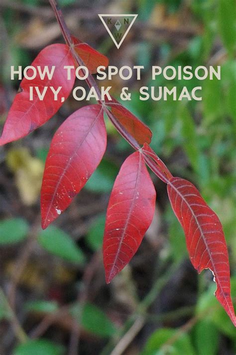 How To Spot Poison Ivy Oak And Sumac Poison Ivy Sumac Poison Oak