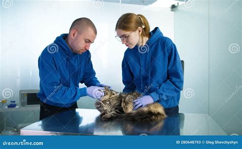 Professional Veterinarians Checking Health Of A Grey Long Fur Maine