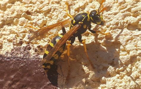 Paper Wasps Are All Over My North Texas Yard