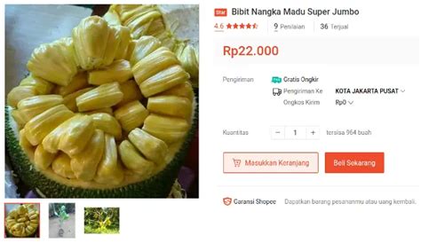 Jenis Bibit Nangka Terbaik Nangka Jumbo Dan Manis Bestlist