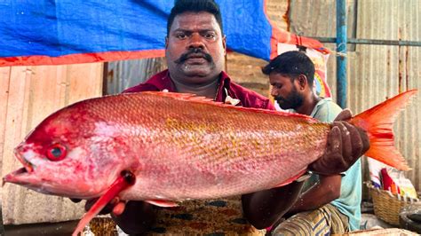 Red Snapper Fish Cutting By Speed Selvam Hd Video In Kasimedu