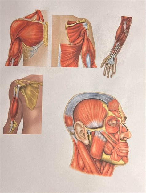 Muscle Lab 1 Diagram Quizlet